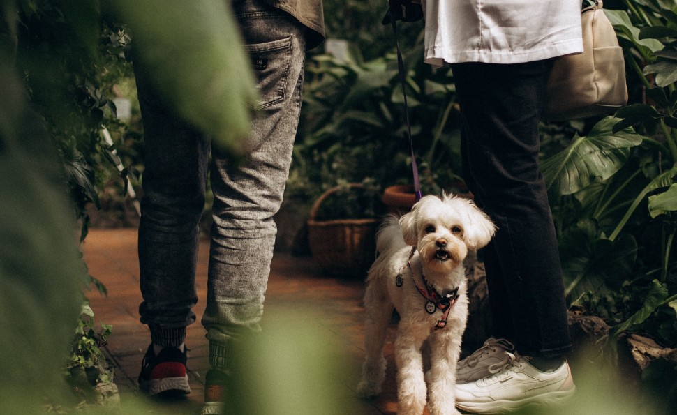 Оранжерея чар