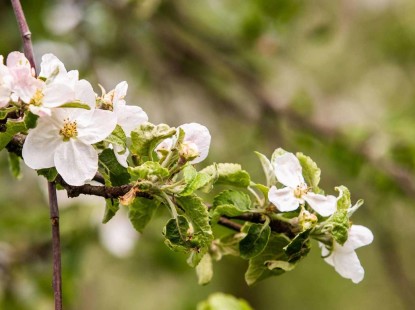 На ВДНГ відновлює роботу низка локацій
