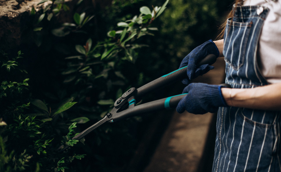 Оранжерея чар