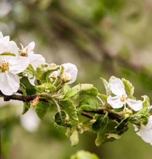 На ВДНГ відновлює роботу низка локацій