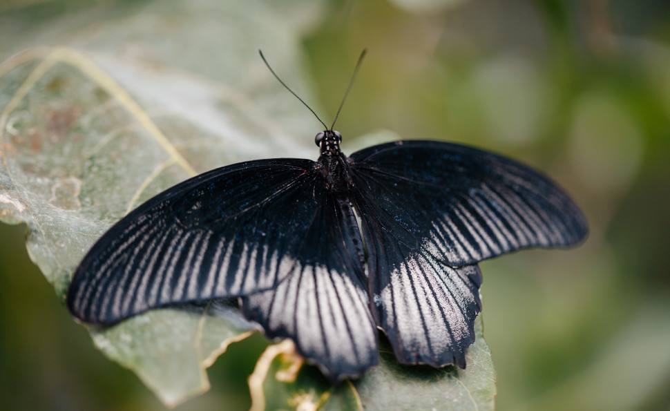  Тропічна ферма «Планета метеликів»