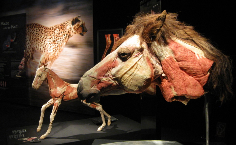 Всесвіт тіла: Всередині тварин