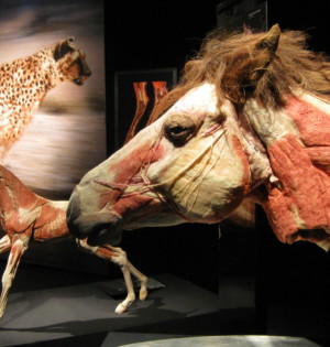 Всесвіт тіла: Всередині тварин