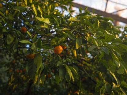 Оранжерея ВДНГ відкривається 2 серпня