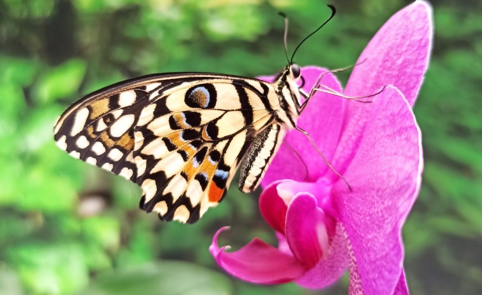  Тропічна ферма «Планета метеликів»