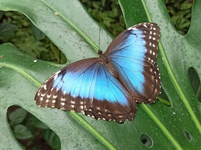  Тропічна ферма «Планета метеликів»