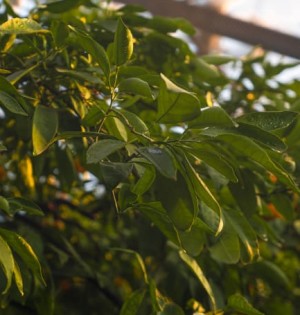 Реконструкція оранжереї. Завершено 2-й етап