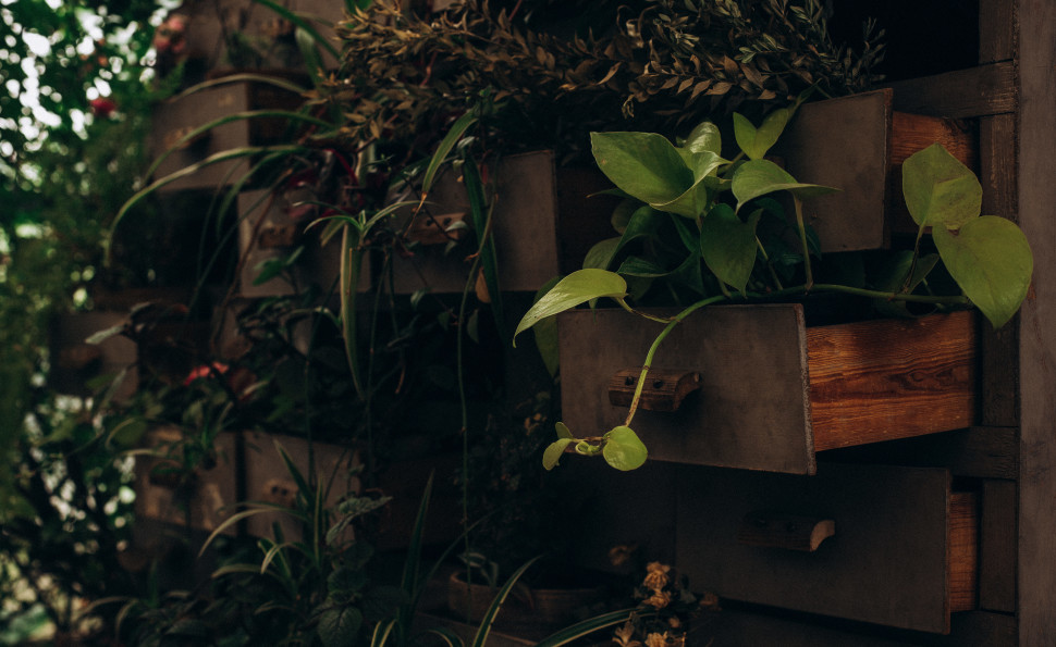 Оранжерея чар