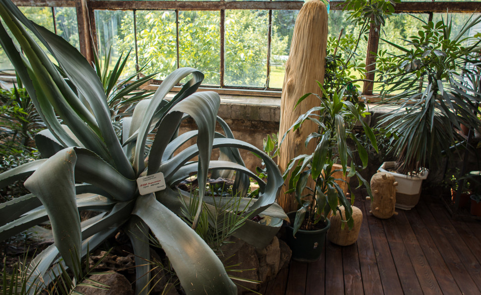 Оранжерея на ВДНГ 