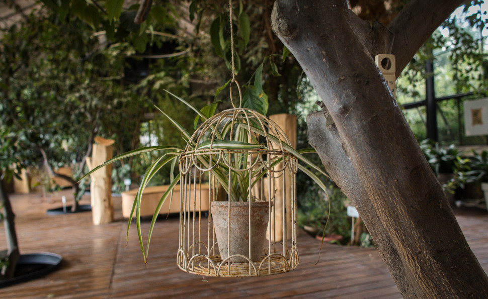 Оранжерея на ВДНГ 