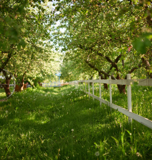 Куди піти на ВДНГ цими вихідними: програма на 7-10 червня