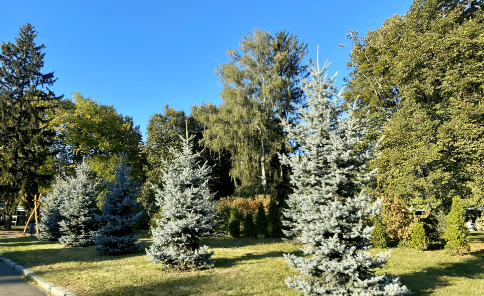 Іменне дерево на ВДНГ за донат: Експоцентр та Made in Ukraine оголосили про спільний збір на ЗСУ