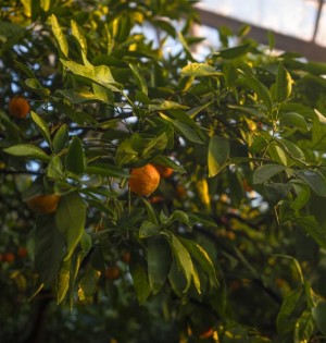 Оранжерея ВДНГ відкривається 2 серпня