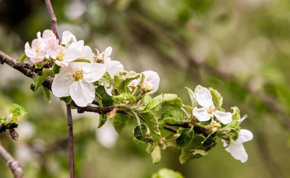 На ВДНГ відновлює роботу низка локацій