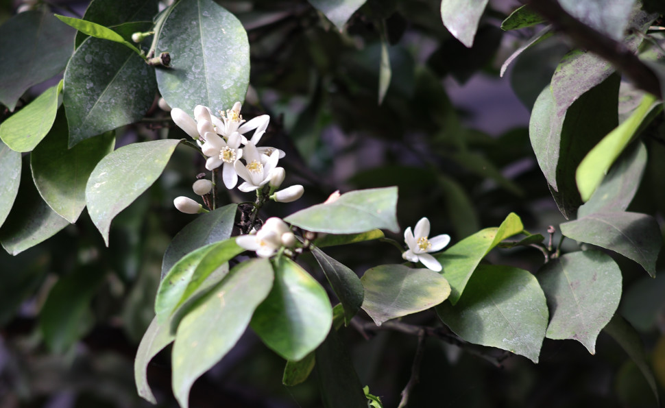 Оранжерея чар