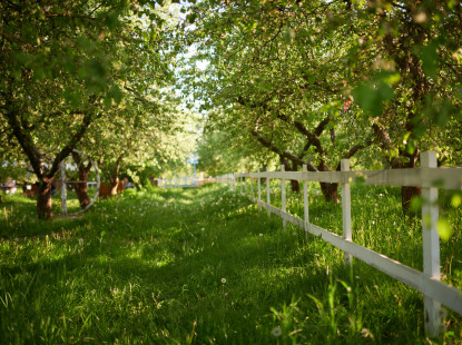 Куди піти на ВДНГ цими вихідними: програма на 7-10 червня