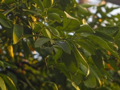 Реконструкція оранжереї. Завершено 2-й етап