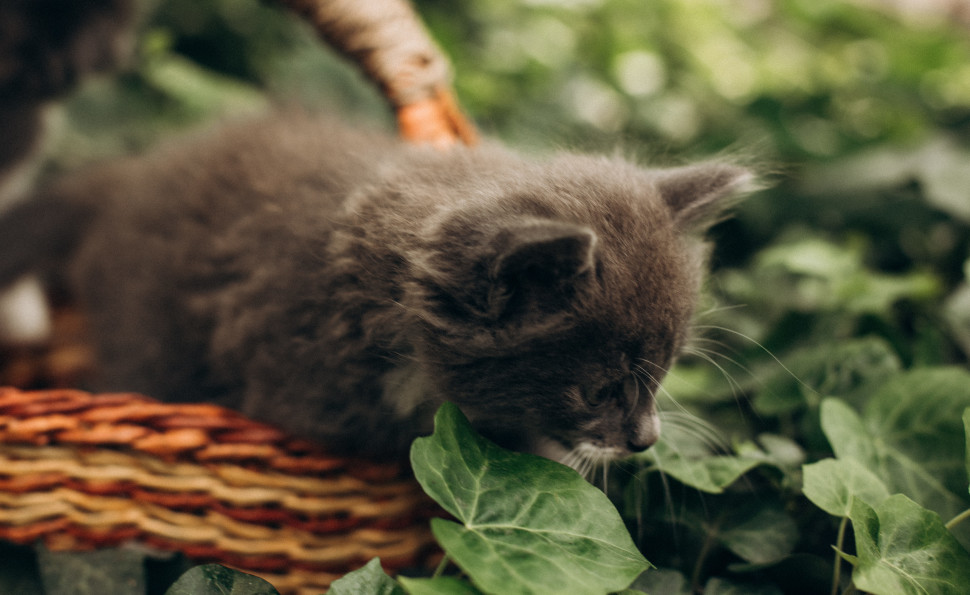 Оранжерея чар