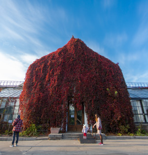 Утеплювальні роботи в Оранжереї