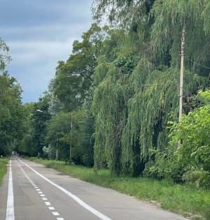 12 липня починаємо відновлювати освітлення Липової Алеї