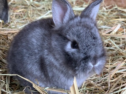 Контактний зоопарк Animal Park