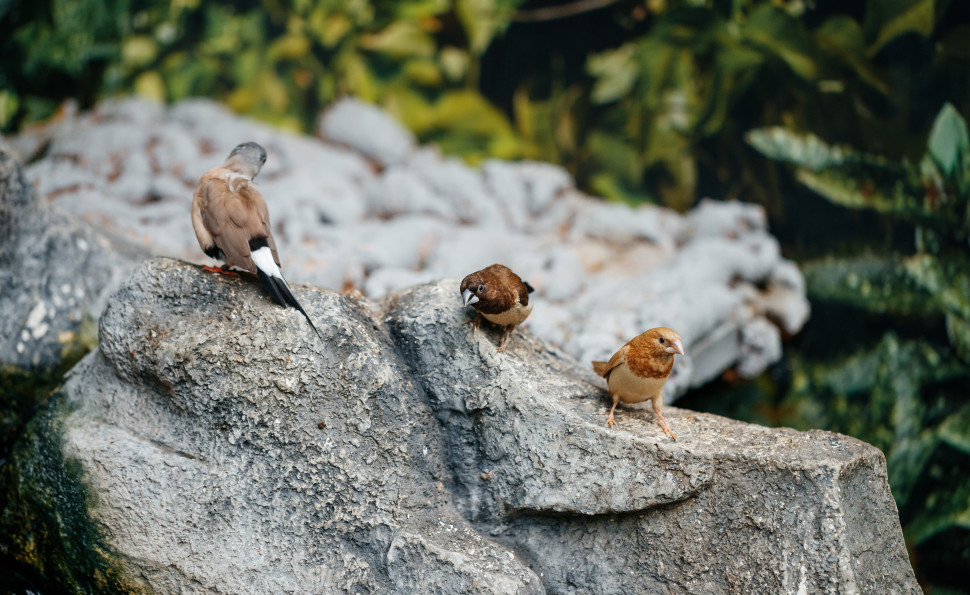  Тропічна ферма «Планета метеликів»